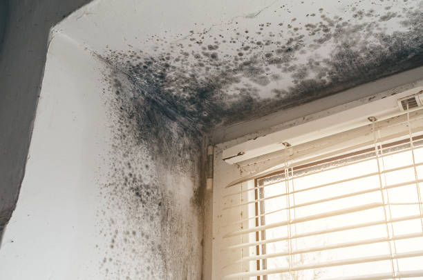 Affordable Black Mold Removal solutions in Loganton, PA